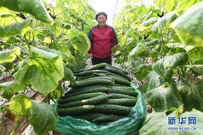 河北乐亭:设施蔬菜丰富京津“菜篮子”