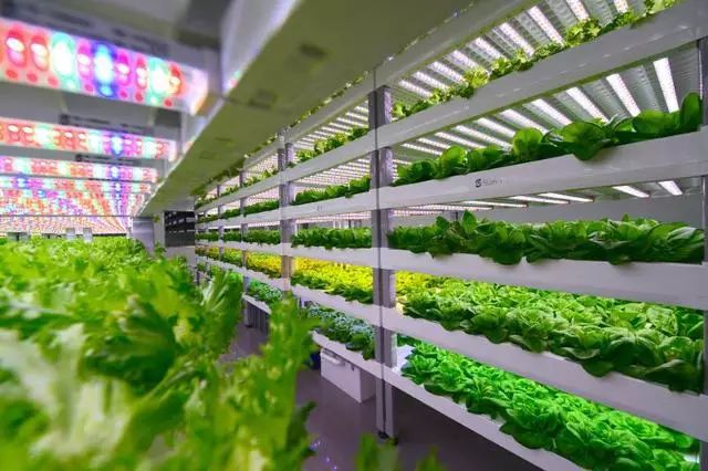 LED植物工厂蔬菜荣登金砖国宴!