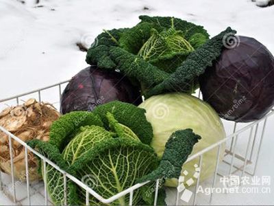 手撕包菜的做法
