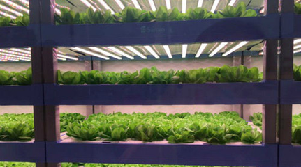 安溪“植物工厂”:借力LED植物补光灯种植无污染蔬菜