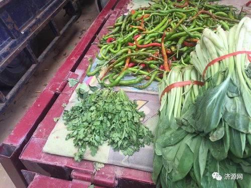济源菜价为何涨这么猛 香菜竟然比肉还贵