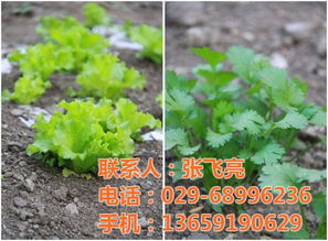 蔬菜配送公司 高陵蔬菜配送公司 袋鼠农产品销售 认证商家 高清图片 高清大图