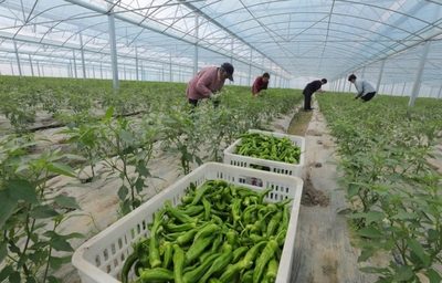 蔬菜采收忙