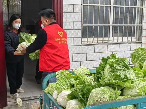 荥阳 让 滞销菜 变 暖心直销菜