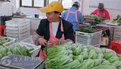 【图】关于做大做强生态蔬菜产业的思考_飞扬网