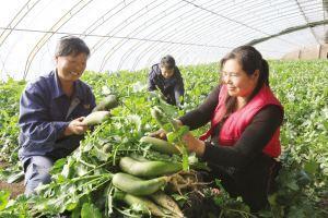 种植致富20个好项目,探索农业创业新机遇