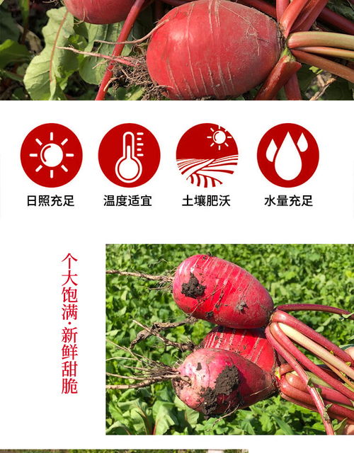 荷田下 四川特产泡菜专用现挖农家自种胭脂萝卜5斤新鲜蔬菜圆萝卜甜辣腌制萝卜干酸萝卜白皮