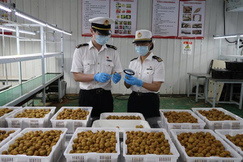 上半年水果出口量增长超五成,佛山海关助力岭南水果扩大国际 朋友圈