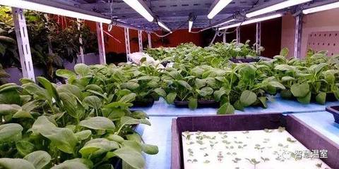 植物工厂型迷你蔬菜的雾培种植