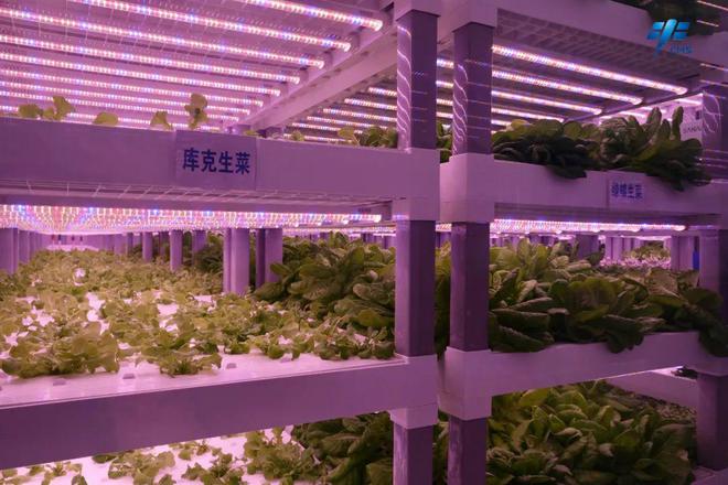 蔬菜工厂!在酒泉卫星发射中心种出一片“绿洲”
