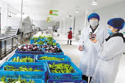 记者走进丽水蔬菜加工企业 净菜从这里走向千家万户
