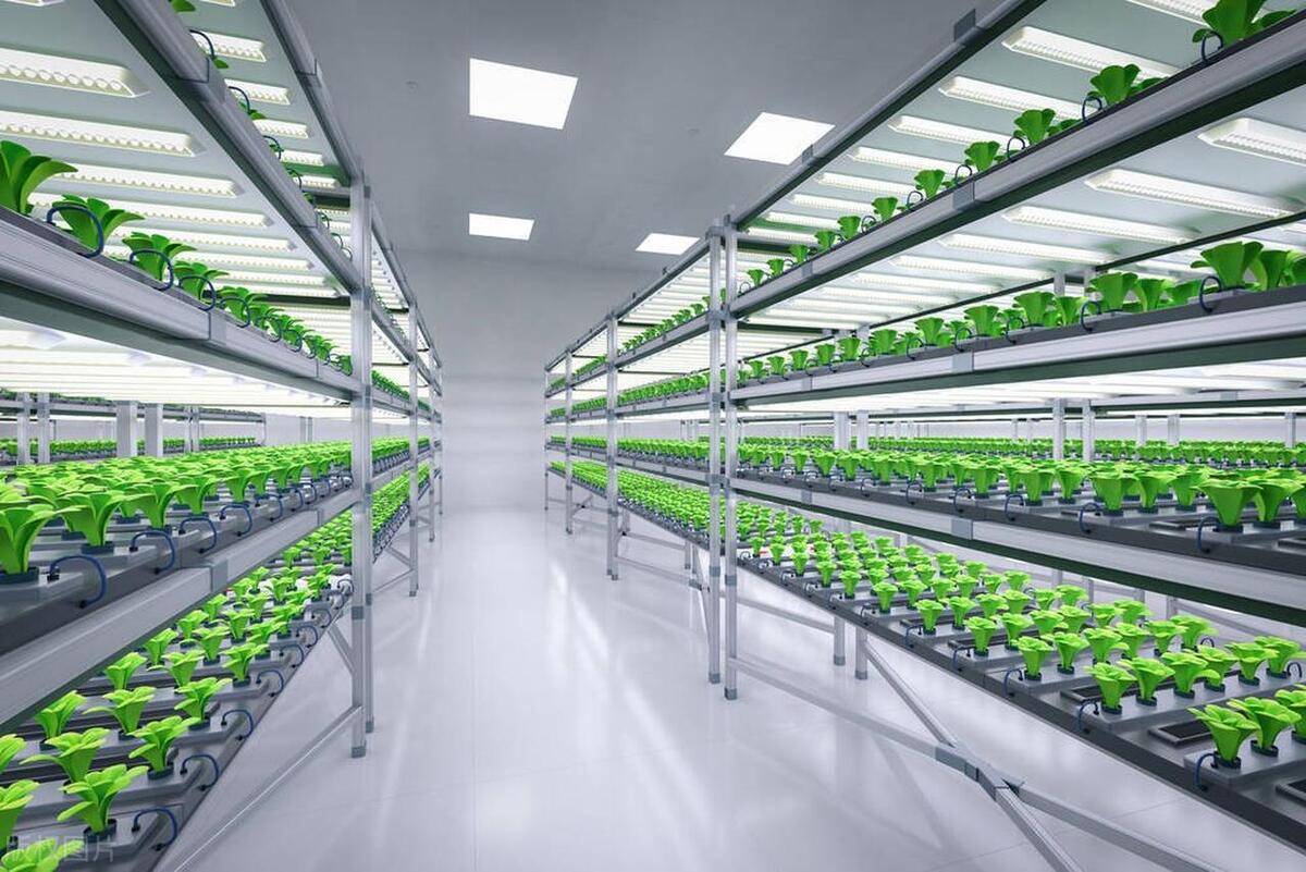 蔬菜植物工厂多层种植