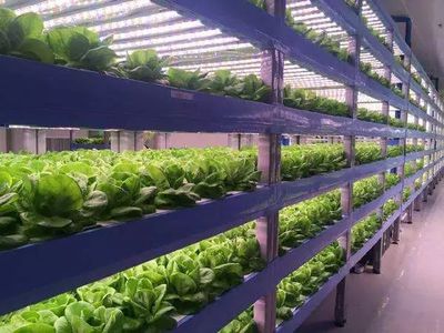 啥是高端农业?有哪些创业方向